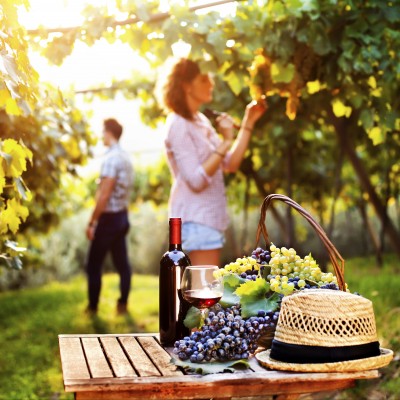WINE TASTING HOLIDAYS