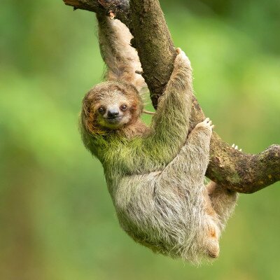 SAVE £250 ON COSTA RICA