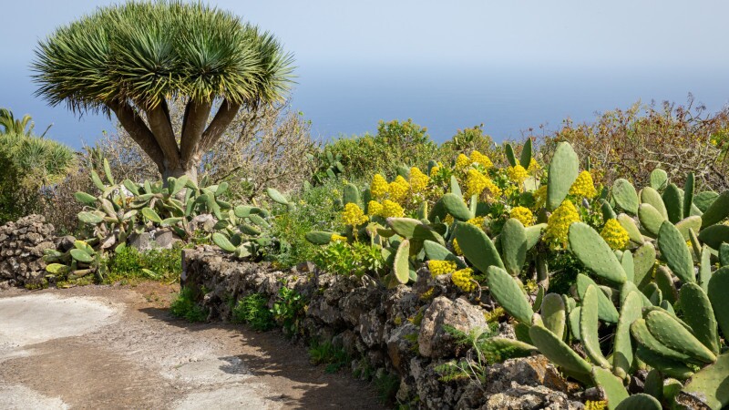 Walking in El Hierro